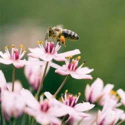 endoterapia insectos
