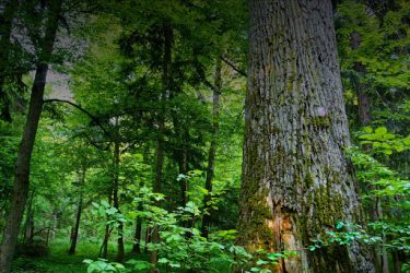 GIRSA trabajos forestales