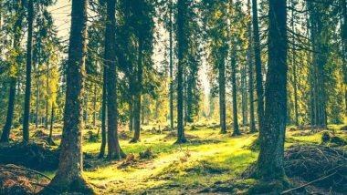 subvención de Gestión Forestal Sostenible 2020